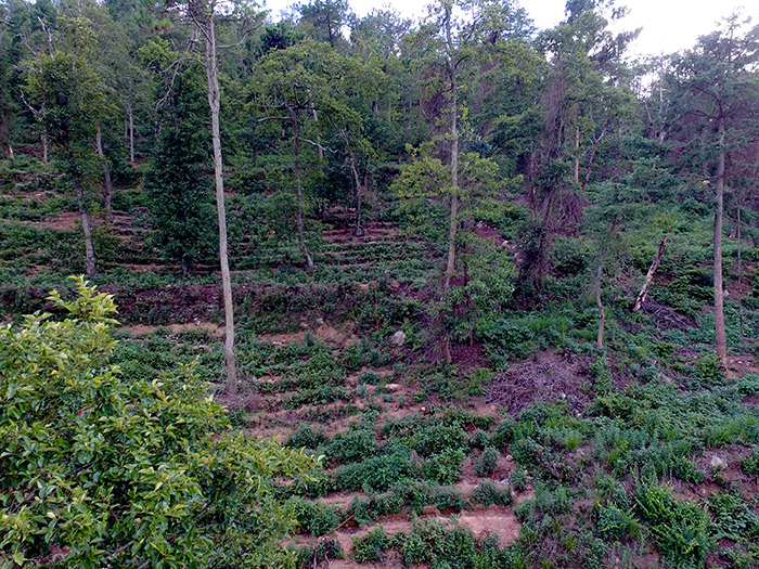 正基药业-种植基地实景